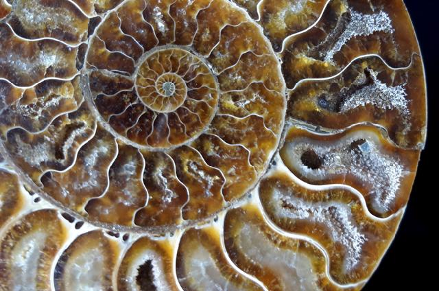 Cleoniceras (Grycia) besairiei COLLIGNON 1949 - Bild © FossNet FossilienStore